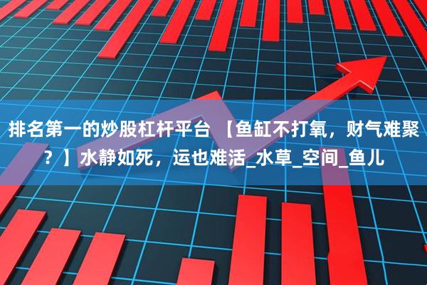 排名第一的炒股杠杆平台 【鱼缸不打氧，财气难聚？】水静如死，运也难活_水草_空间_鱼儿